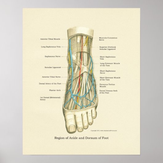 Interne anatomie-Poster voor voet en ankle Poster (Voorkant)