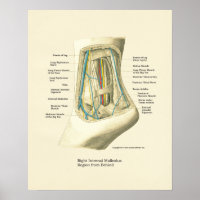Interne anatomie-Poster voor voet en ankle