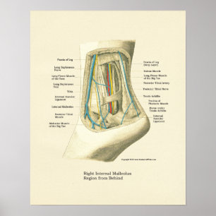 Interne anatomie-Poster voor voet en ankle Poster
