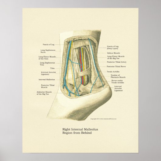 Interne anatomie-Poster voor voet en ankle Poster (Voorkant)