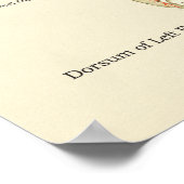 Interne anatomie-Poster voor voet en ankle Poster (Hoek)