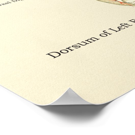 Interne anatomie-Poster voor voet en ankle Poster (Hoek)