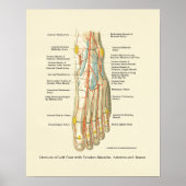 Interne anatomie-Poster voor voet en ankle Poster (Voorkant)