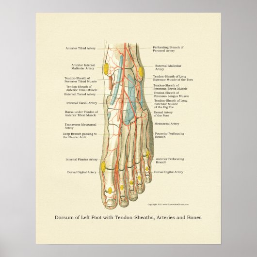 Interne anatomie-Poster voor voet en ankle Poster (Voorkant)