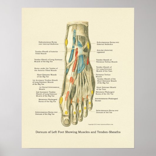 Interne anatomie-Poster voor voet en ankle Poster (Voorkant)