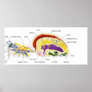 Interne anatomie van een Vrouw met twee losse spin Poster
