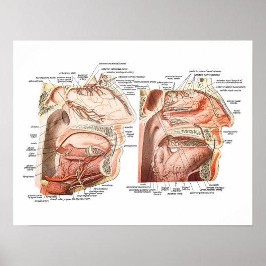 Interne anatomie van het menselijk gezicht poster (Voorkant)