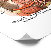 Interne anatomie van het menselijk gezicht poster (Hoek)