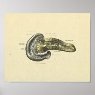 Interne anatomische pancreas van de mens poster