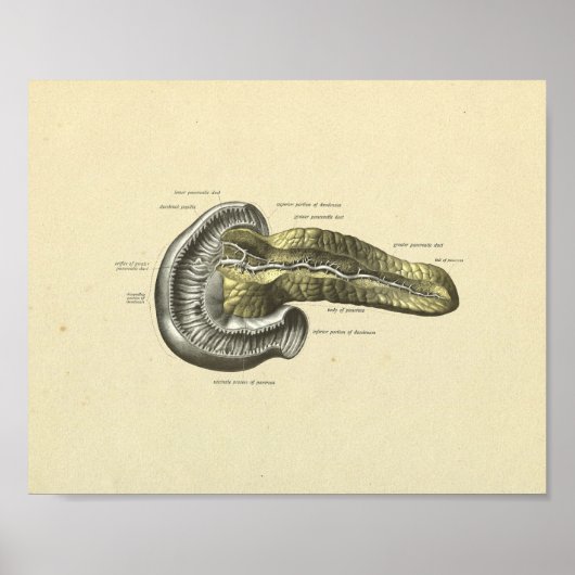 Interne anatomische pancreas van de mens poster (Voorkant)