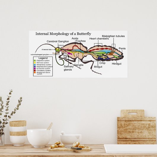 Interne morfologie van de mottenvlinder Lepidopter Poster (Keuken)