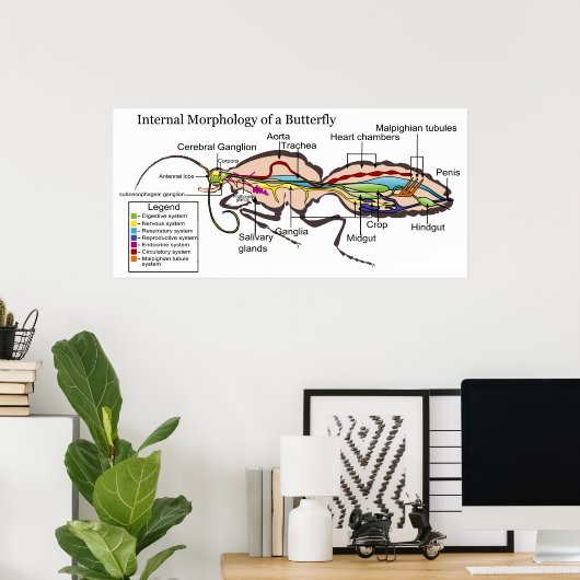 Interne morfologie van de mottenvlinder Lepidopter Poster (Thuiskantoor)