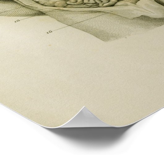 Interne orgaandonkerbrein  anatomie Afdrukken Poster (Hoek)