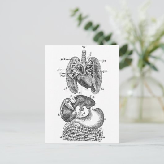 Interne organen briefkaart (Staand voorkant)