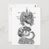 Interne organen briefkaart (Voorkant / Achterkant)