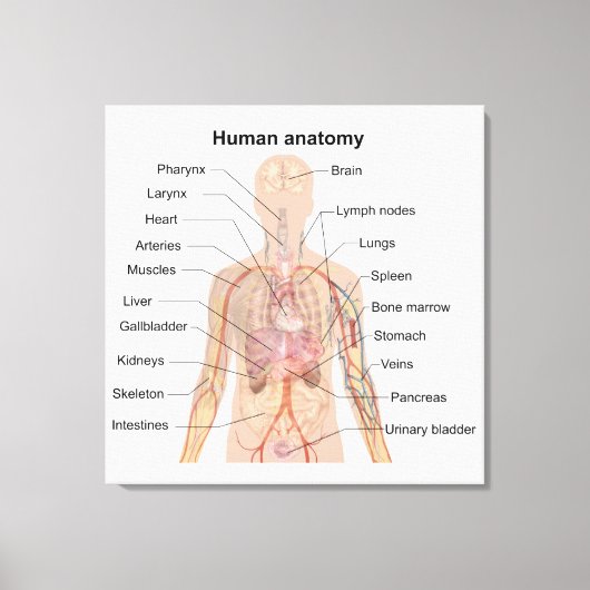 Interne Organen Menselijk Lichaam Anatomie Chart Canvas Afdruk (Voorkant)