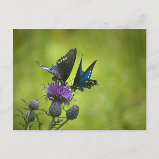 Intertwind Briefkaart (Voorkant)