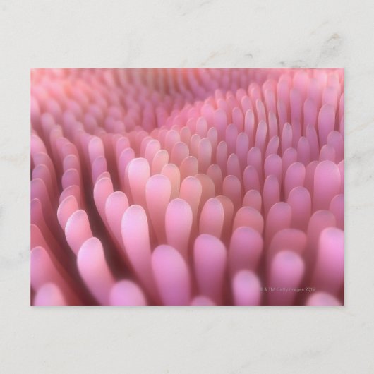 Intestinale Villi 2 Briefkaart (Voorkant)
