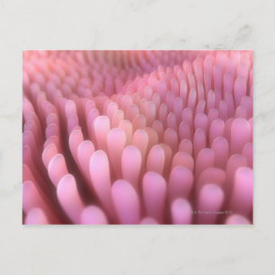 Intestinale Villi 2 Briefkaart
