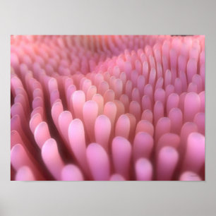 Intestinale Villi 2 Poster