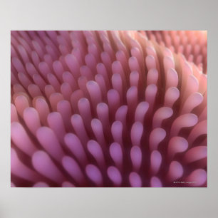 Intestinale Villi Poster