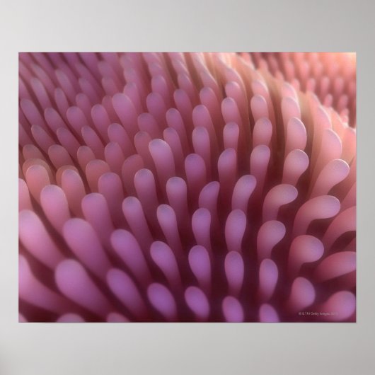 Intestinale Villi Poster (Voorkant)