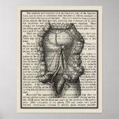 Intestines Anatomie Kunst Afdrukken #8 Medisch Dec Poster (Voorkant)