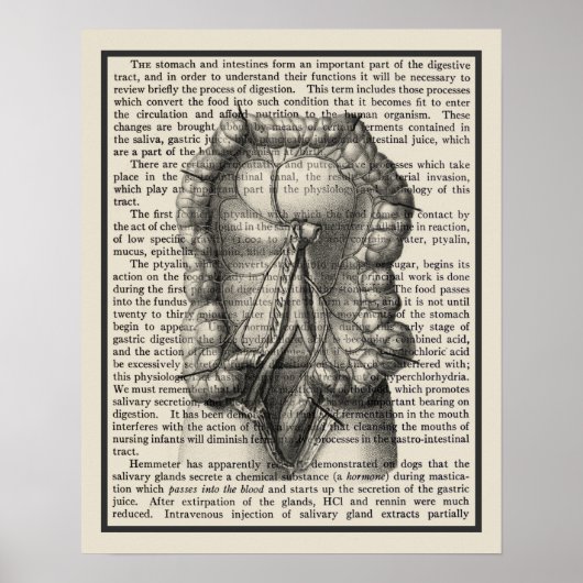 Intestines Anatomie Kunst Afdrukken #8 Medisch Dec Poster (Voorkant)