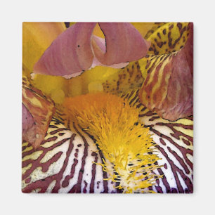 Intimate Iris Magneet