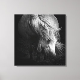 Into the Light - Dartmoor Pony, beeldende kunst Canvas Afdruk