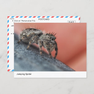 Intrigerend Jumping Spider Close-Up Briefkaart