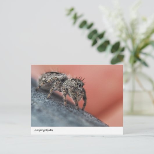 Intrigerend Jumping Spider Close-Up Briefkaart (Staand voorkant)