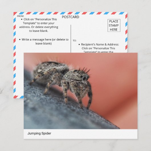 Intrigerend Jumping Spider Close-Up Briefkaart (Voorkant / Achterkant)