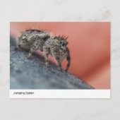 Intrigerend Jumping Spider Close-Up Briefkaart (Voorkant)