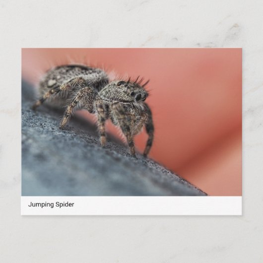 Intrigerend Jumping Spider Close-Up Briefkaart (Voorkant)