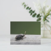 Intrigerende Macro Shot van een Stink Bug - Natuur Briefkaart (Staand voorkant)