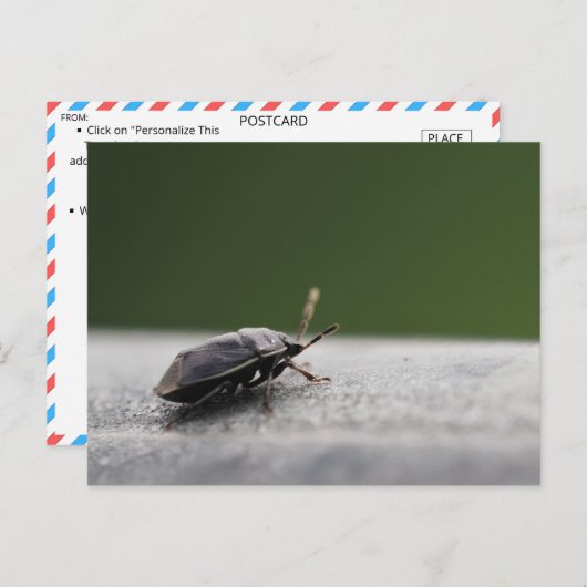 Intrigerende Macro Shot van een Stink Bug - Natuur Briefkaart (Voorkant / Achterkant)