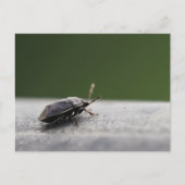 Intrigerende Macro Shot van een Stink Bug - Natuur Briefkaart (Voorkant)