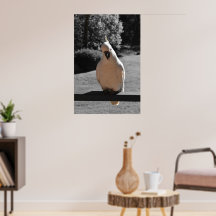 Intrigerende zwavelkuifkaketoe poster