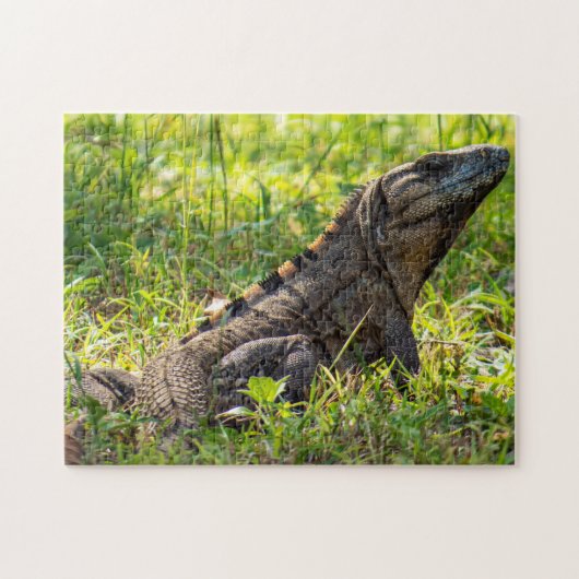 Intrigued Iguana Legpuzzel (Horizontaal)