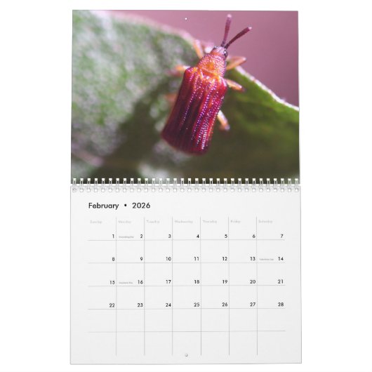 Intriguing Insects Calendar Kalender (Feb 2026)