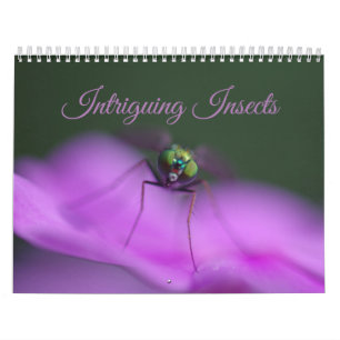 Intriguing Insects Calendar Kalender