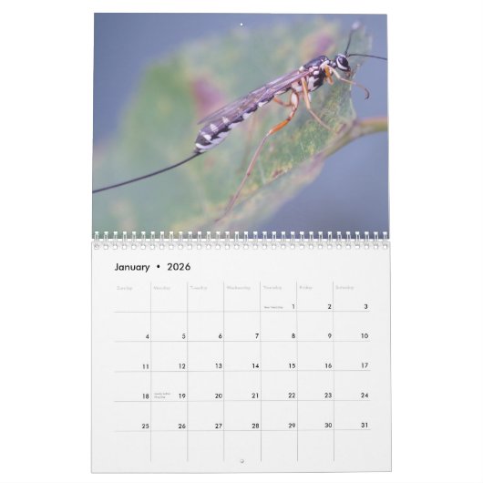 Intriguing Insects Calendar Kalender (Jan 2026)