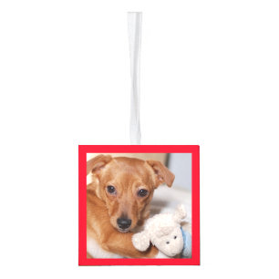 Introductie van nieuwe familieleden decoratie