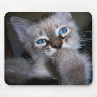 Introspectief Thinker Blue-Eyed Kitten Mousepad Muismat