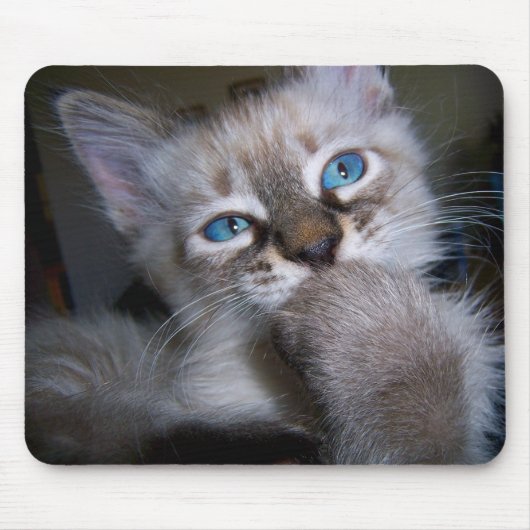 Introspectief Thinker Blue-Eyed Kitten Mousepad Muismat (Voorkant)