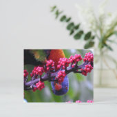 Invallen voor een snack - Rainbow Loriket Briefkaart (Staand voorkant)