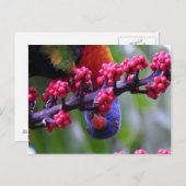 Invallen voor een snack - Rainbow Loriket Briefkaart (Voorkant / Achterkant)