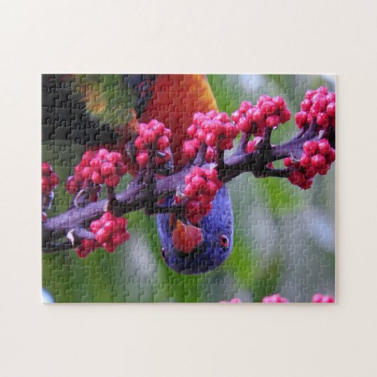 Invallen voor een snack - Rainbow Loriket Legpuzzel (Horizontaal)