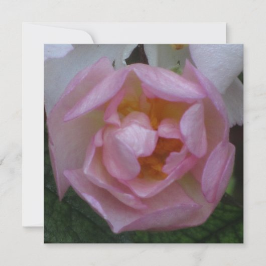 Invitación - Fiesta Cumpleaños - La Rosa Rosa Kaart (Voorkant)